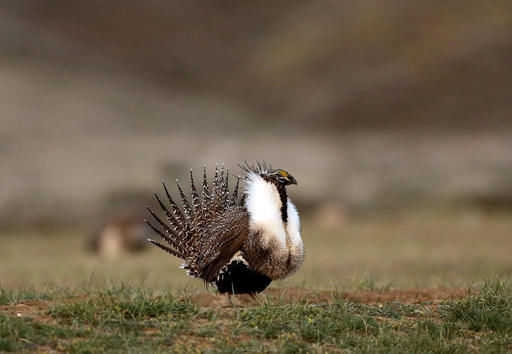 Sage grouse